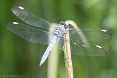 Libellula comanche