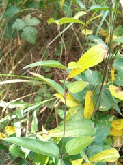 Vincetoxicum hirundinaria