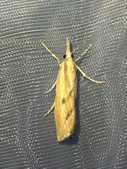 Agriphila inquinatella