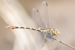 Phyllogomphoides stigmatus