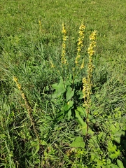 Verbascum nigrum