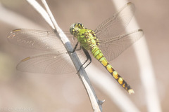 Erythemis collocata