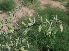 Sarcomphalus obtusifolius