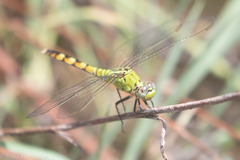 Erythemis collocata