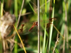 Sympetrum pedemontanum