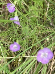 Agalinis gattingeri