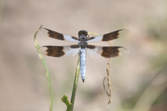 Plathemis subornata