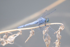 Erythemis collocata