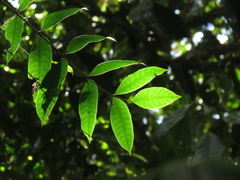 Toxicodendron striatum