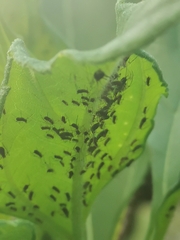 Aphis fabae