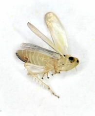 Macrosteles septemnotatus