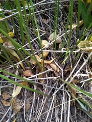 Vincetoxicum hirundinaria