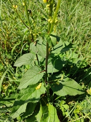 Verbascum nigrum