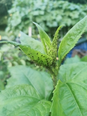 Aphis fabae