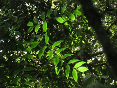 Toxicodendron striatum