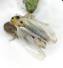 Macrosteles septemnotatus