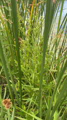 Juncus torreyi