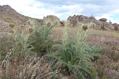 Cirsium scopulorum
