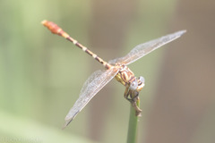 Erpetogomphus designatus