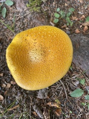Amanita flavoconia