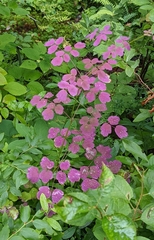Thalictrum pubescens