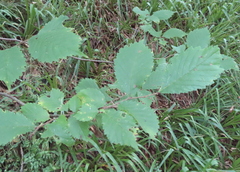 Ulmus glabra