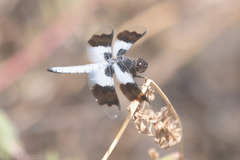 Plathemis subornata