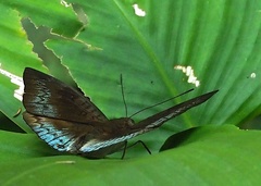 Euthalia monina monina