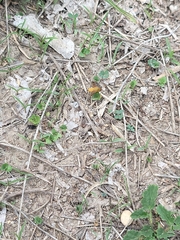 Chrysanthrax edititius