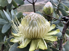 Protea nitida