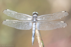 Libellula comanche