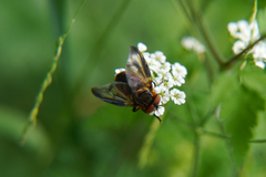 Phasia hemiptera