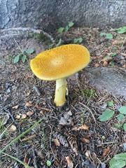 Amanita flavoconia