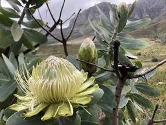 Protea nitida
