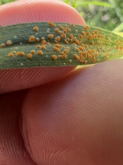 Coleosporium solidaginis