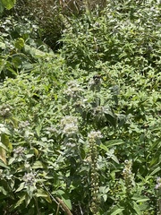 Xylocopa virginica virginica