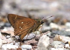 Pithauria marsena