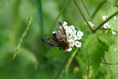 Phasia hemiptera