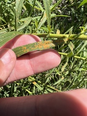 Coleosporium solidaginis