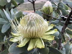 Protea nitida
