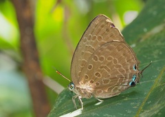 Arhopala aedias