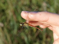 Sympetrum depressiusculum