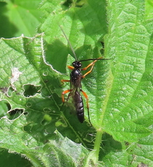 Pimpla rufipes