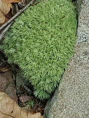 Leucobryum glaucum
