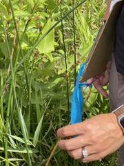 Juncus canadensis