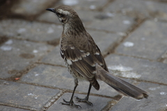 Mimus longicaudatus