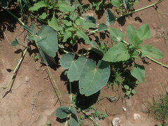 Cucurbita foetidissima