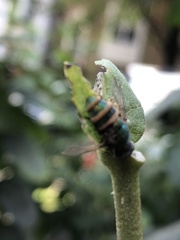Agapostemon splendens