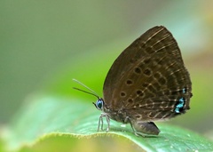 Arhopala