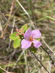 Rhexia petiolata